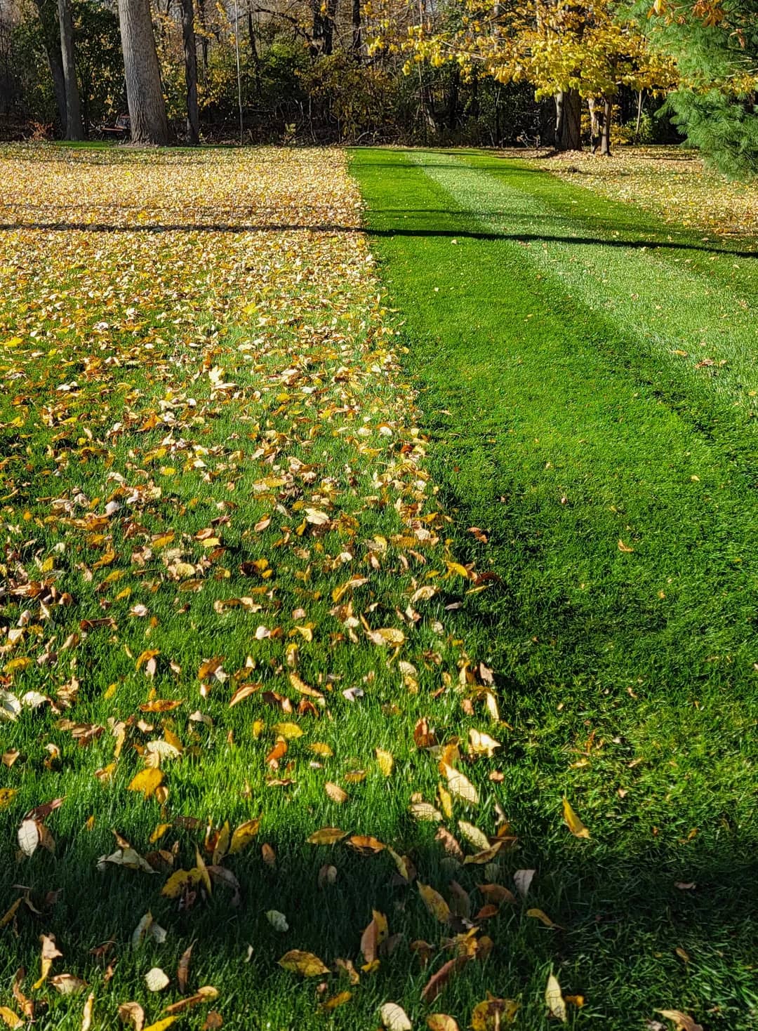 A client's lawn half cleared: fallen leaves cover one side, and the cleared side beside it is bright green.