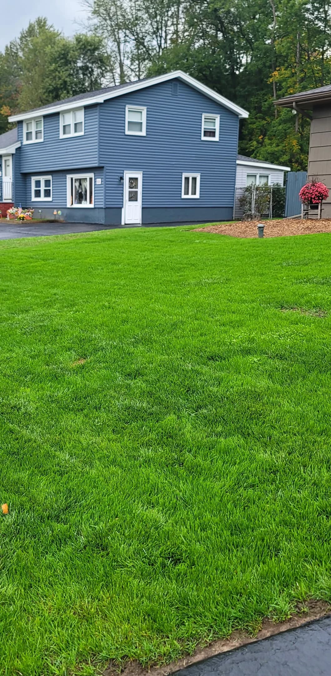 The same client property with dense, deep green turf, 18 days after aeration and overseeding.