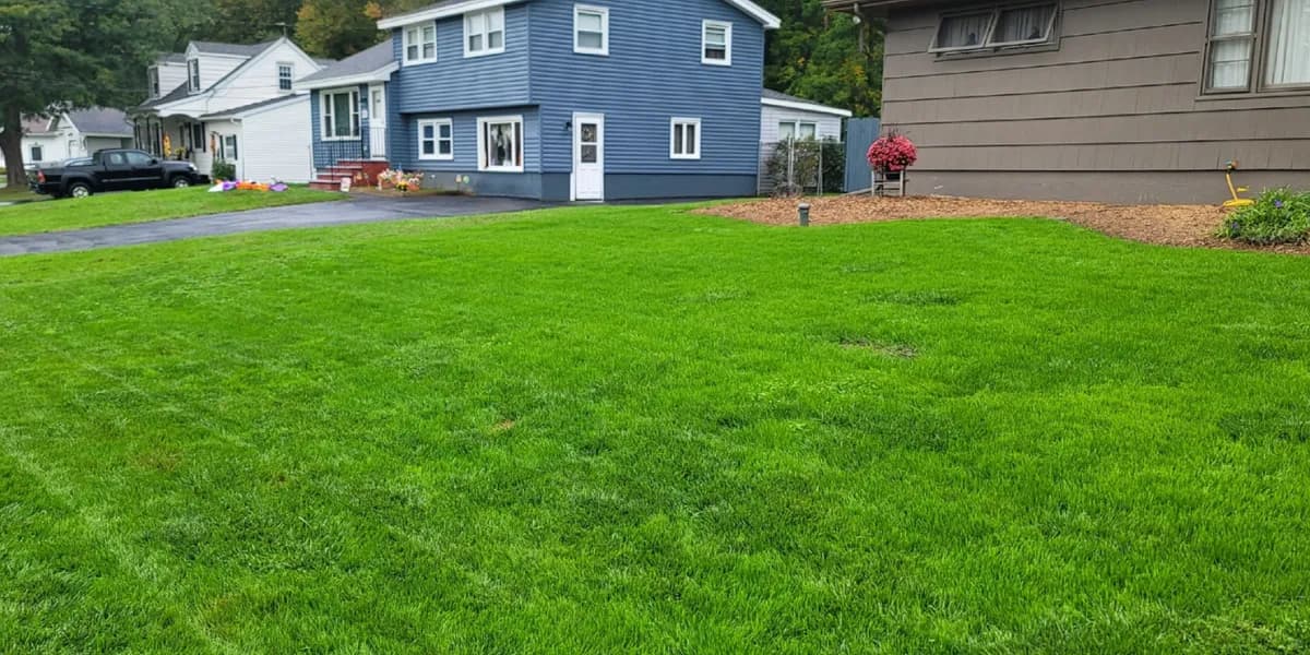 The lawn at the top of this page, seen from the street. After: The same lawn, green and even, with the blue house behind it.