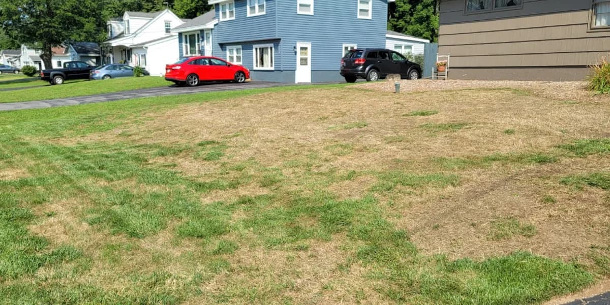 The lawn at the top of this page, seen from the street. Before: A dry, straw-colored lawn beside a driveway, with a blue two-story house behind it.