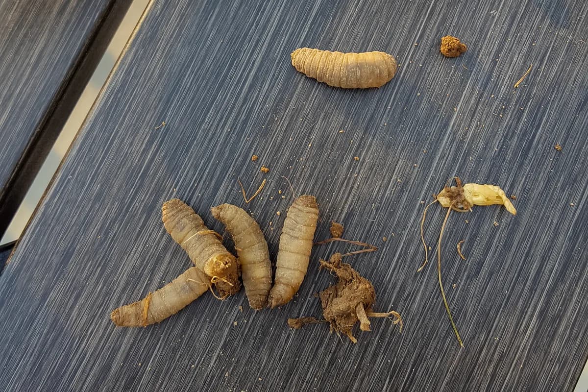 Five tan, segmented larvae on a gray deck board, beside crumbs of soil and a bit of root.