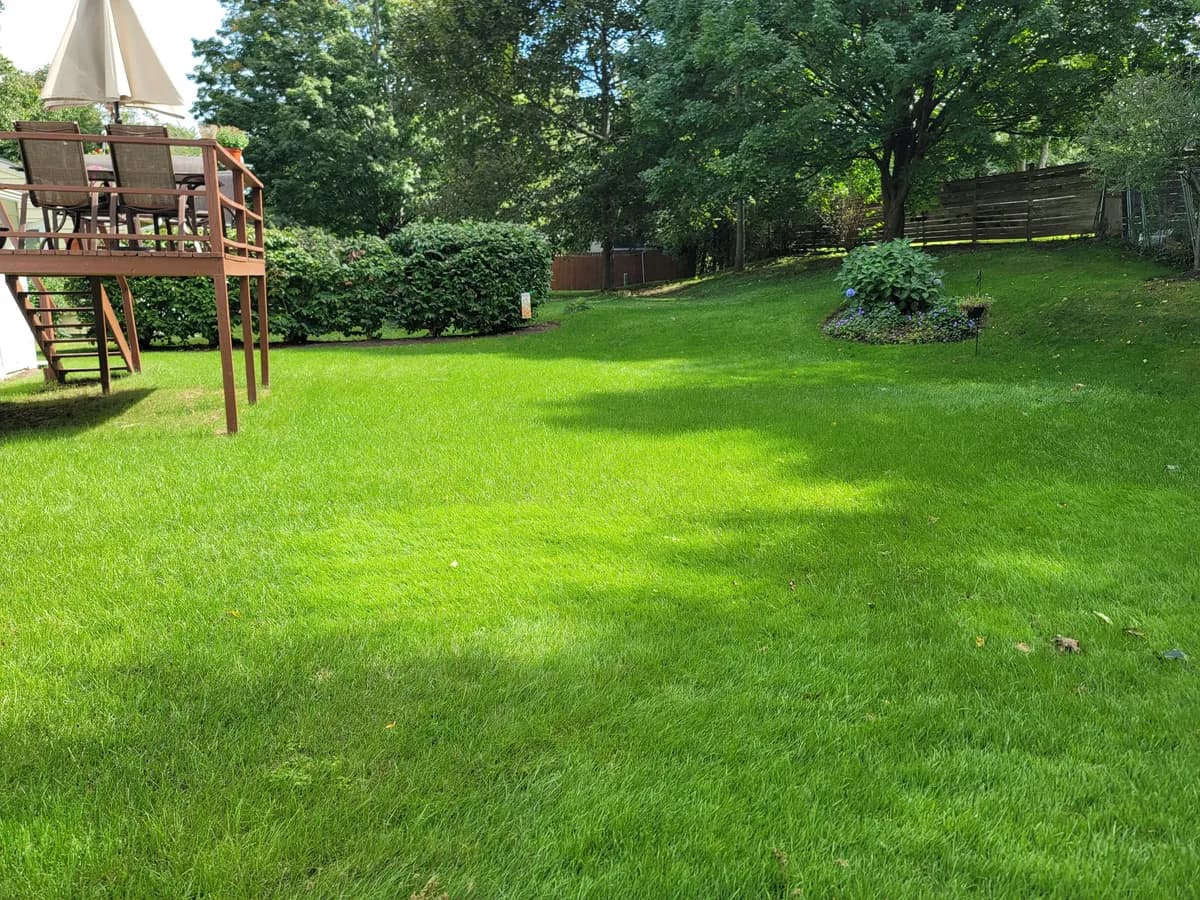 A backyard in September: a deep green lawn beside a wooden deck, edged by shrubs and trees.