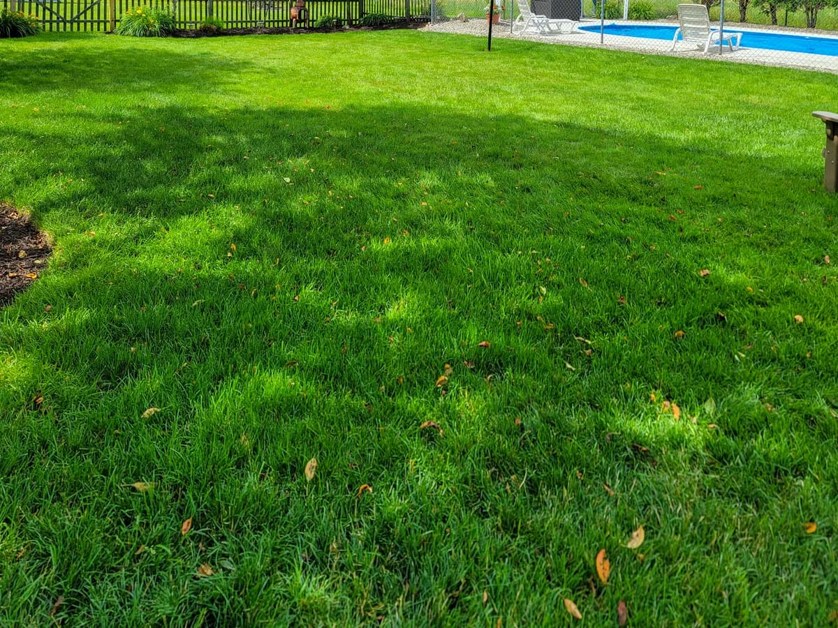 A deep green backyard lawn out to the pool fence, with tree shadows across it.