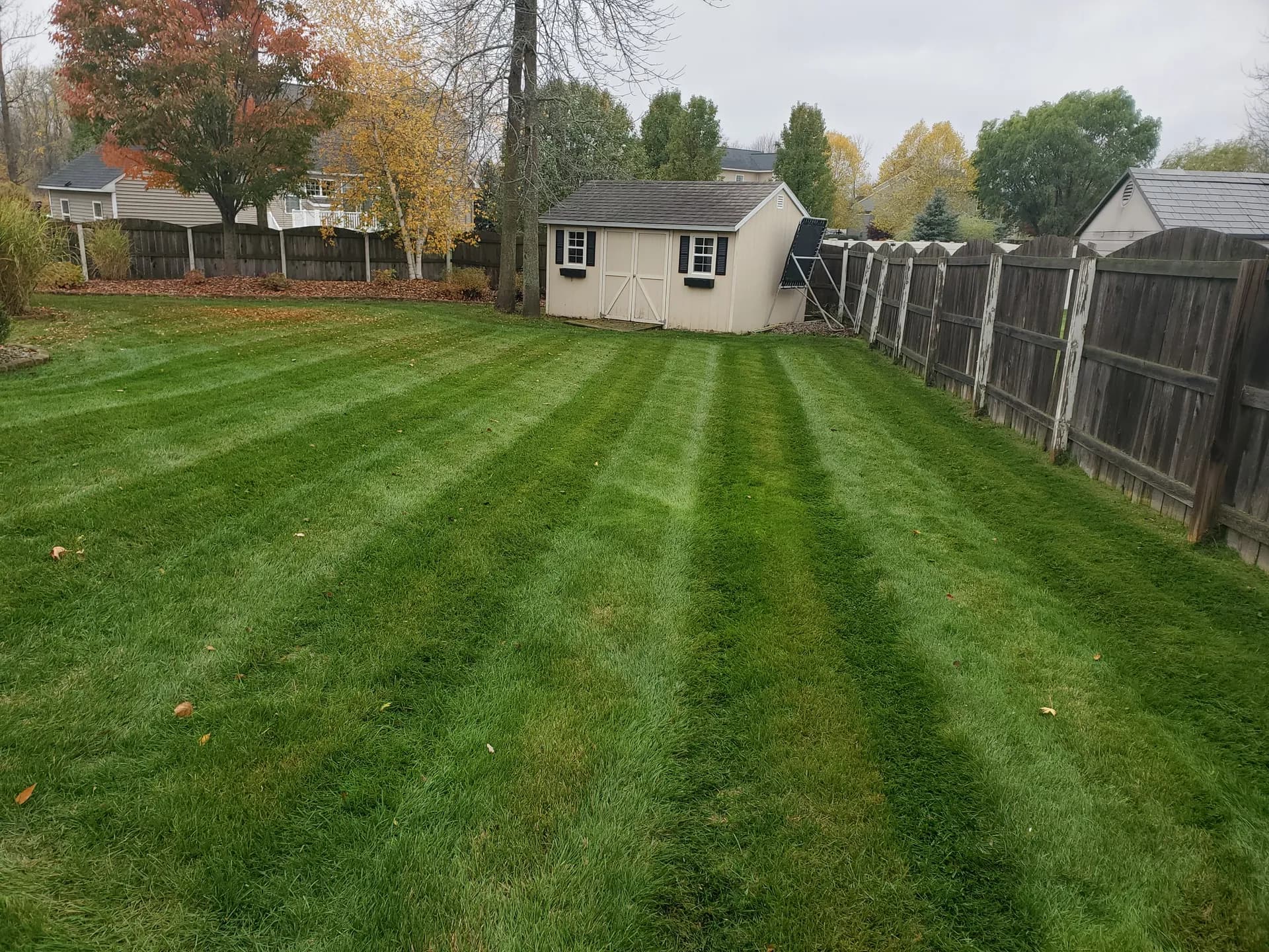 A thick, striped client lawn in a fenced backyard, running back to a garden shed.