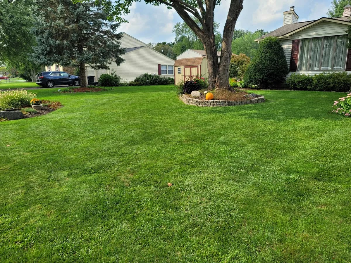 A front lawn in September: wide and green around a large shade tree, with a pumpkin by its trunk.