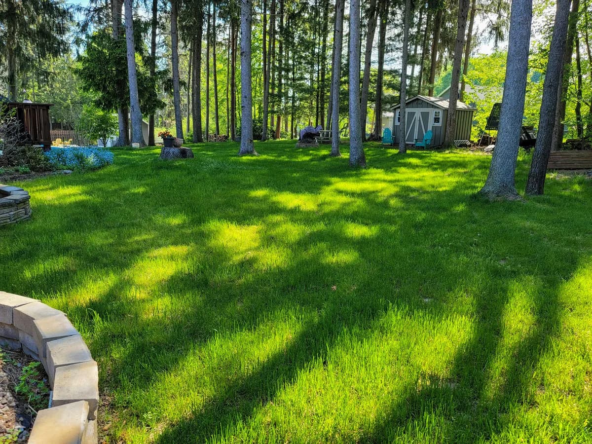 A backyard lawn in the shade of tall trees: thick and green, dappled with sun under tall, straight-trunked trees, beside a curved block wall.