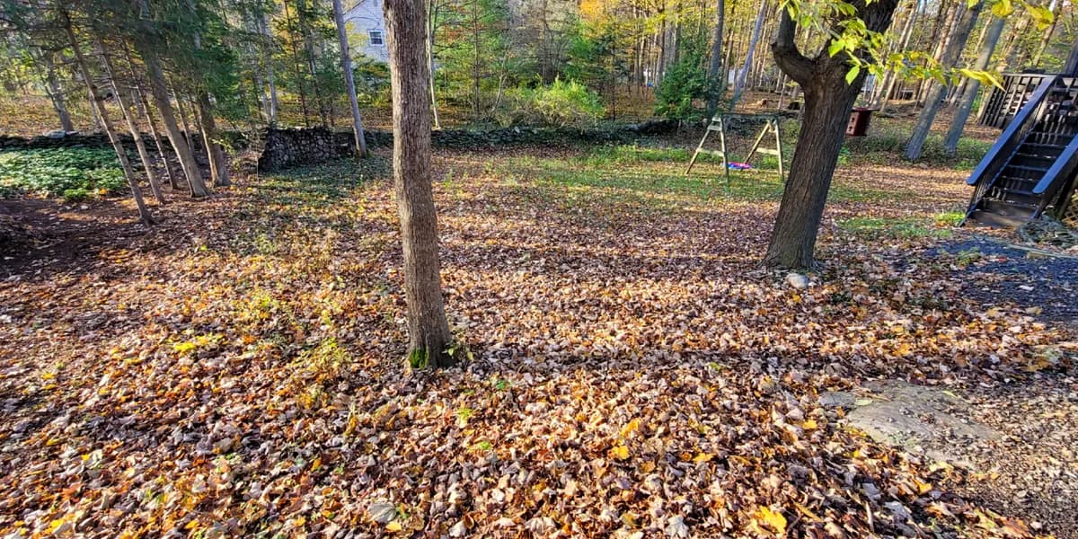 A wooded backyard by the deck stairs. Before: A wooded backyard carpeted in brown leaves around its trees, beside a deck stairway.