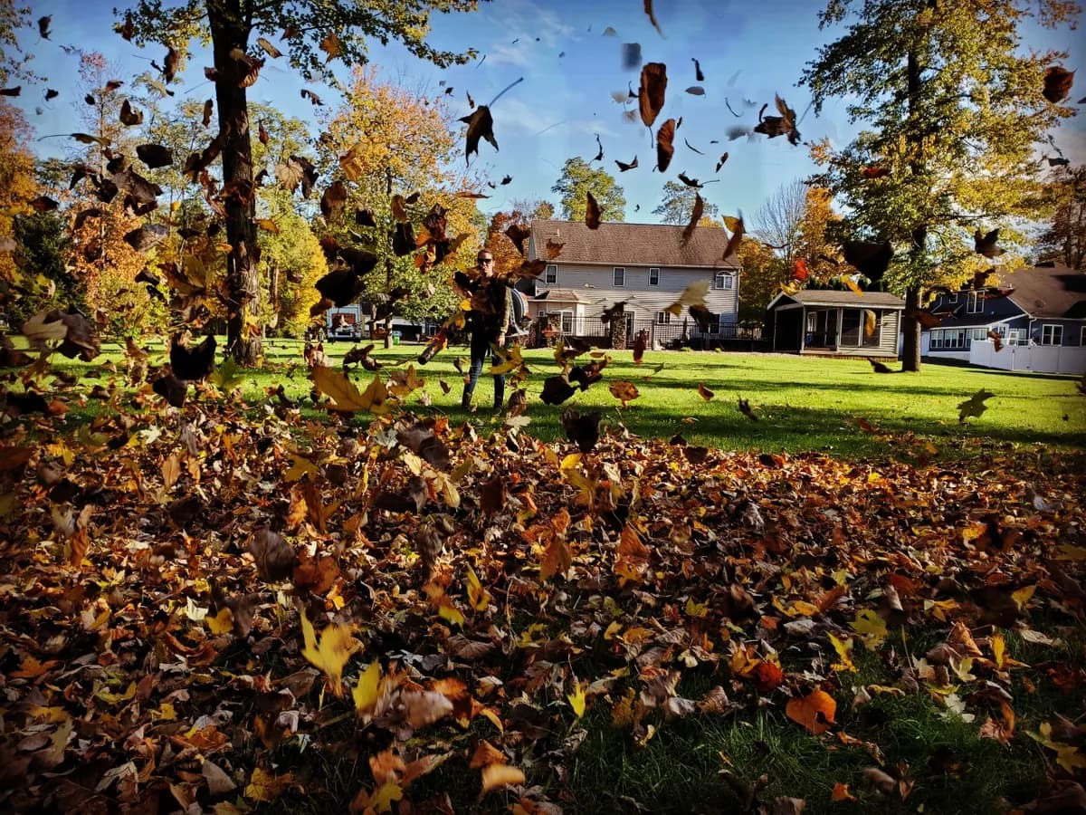 A crew member's blower sending fallen leaves flying up off a lawn, with fall trees and houses behind.