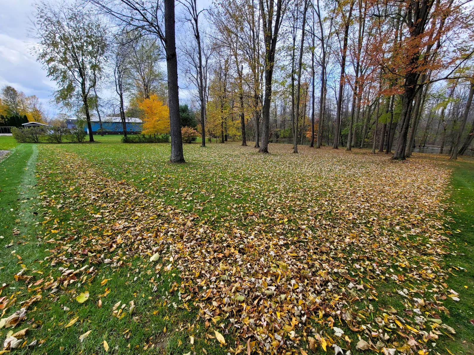 A large backyard lawn covered in fallen leaves under tall trees, with a narrow cleared strip of green grass along its left side.