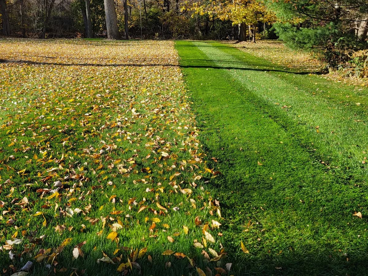Fall leaf cleanup, partway across a backyard: half the lawn still under fallen leaves, with a cleared, striped strip beside them.