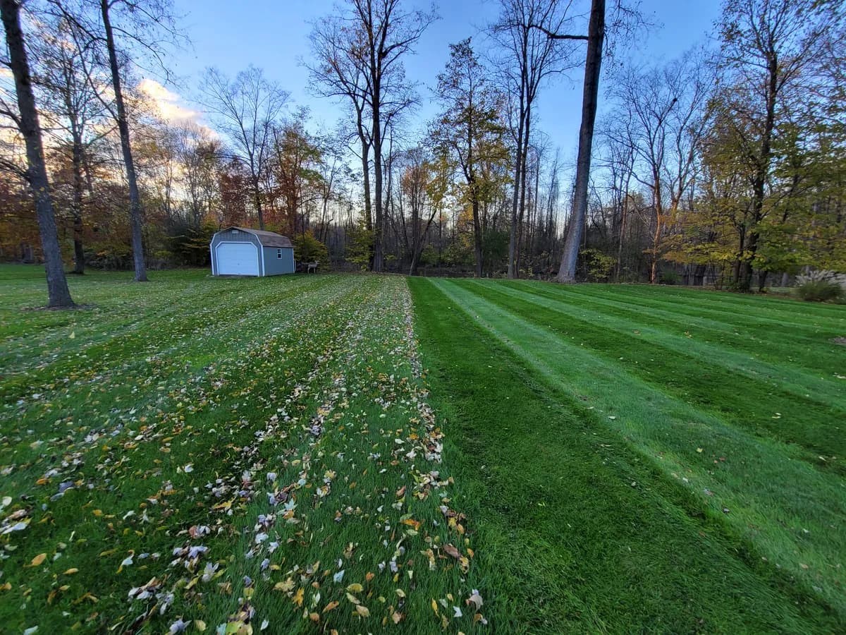 Fall leaf cleanup in progress on a large backyard: leaves on the left half, and cleared, striped grass on the right.