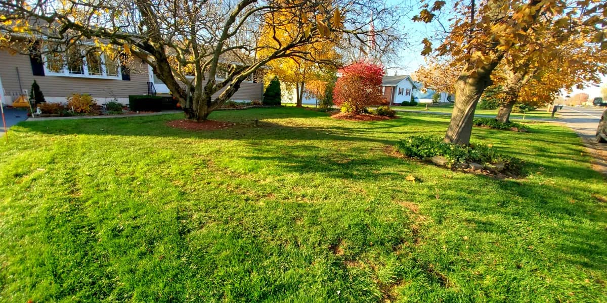 A front yard under its shade trees. After: The same front yard cleared, the grass green under the trees.