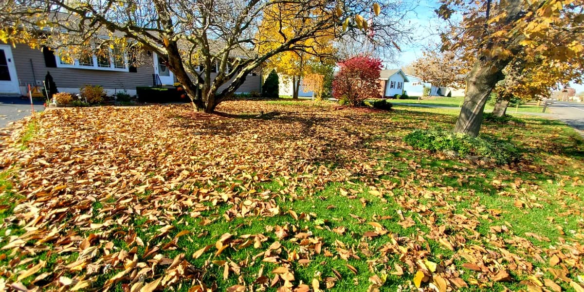 A front yard under its shade trees. Before: A front yard buried in fallen brown leaves under two large trees.