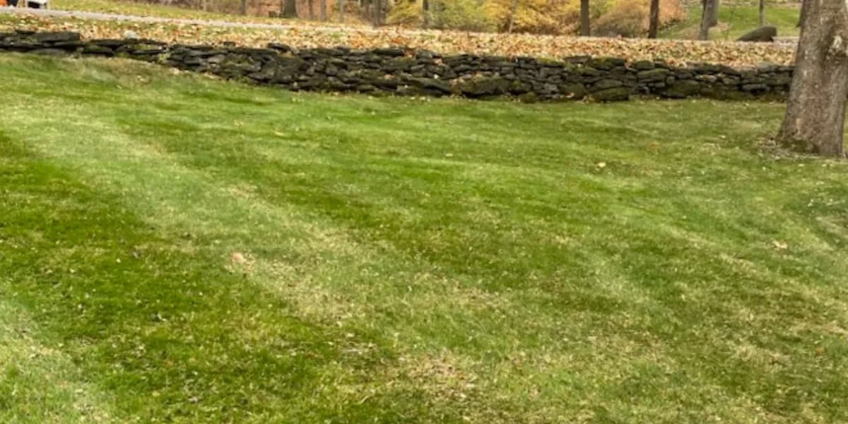 A lawn along a stone wall. After: The same lawn cleared and striped, with the stone wall behind it.