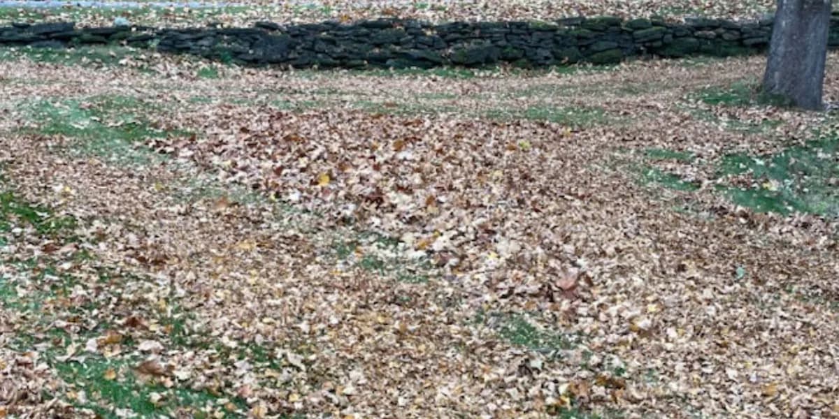 A lawn along a stone wall. Before: A lawn below a dry-stacked stone wall, almost hidden under dead leaves.