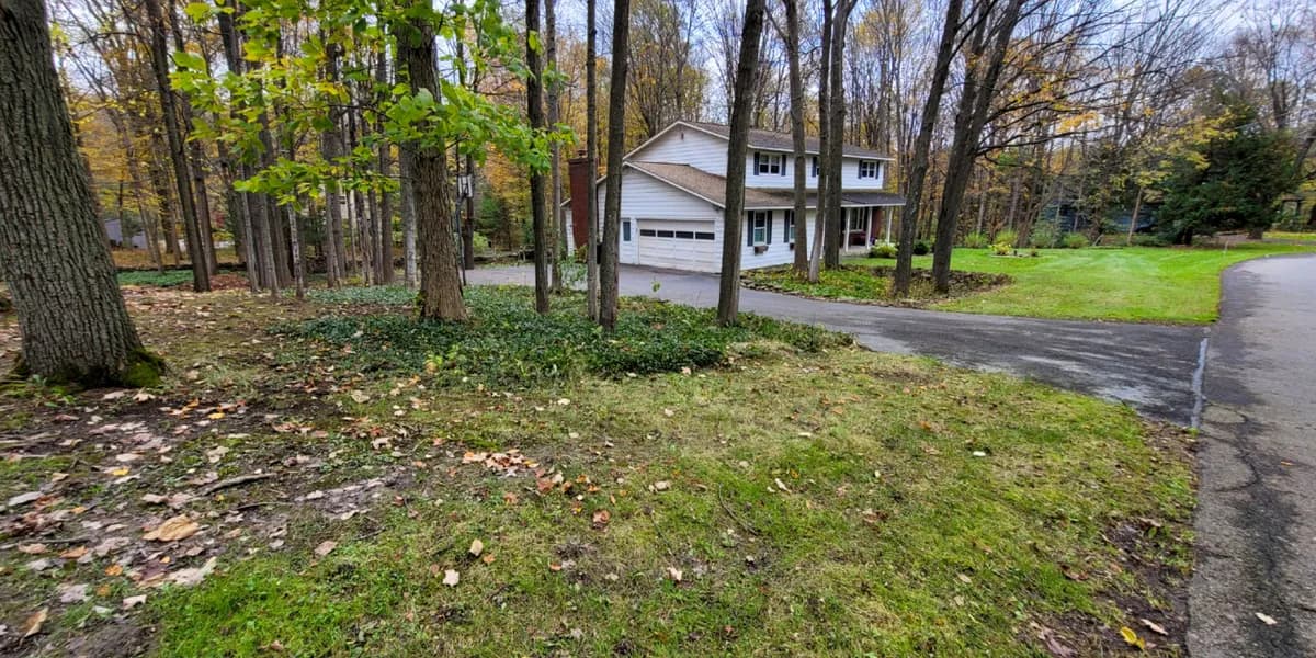 A front lawn among the trees, along the driveway. After: The same lawn by the driveway with far fewer leaves on the grass, a few left under the trees.