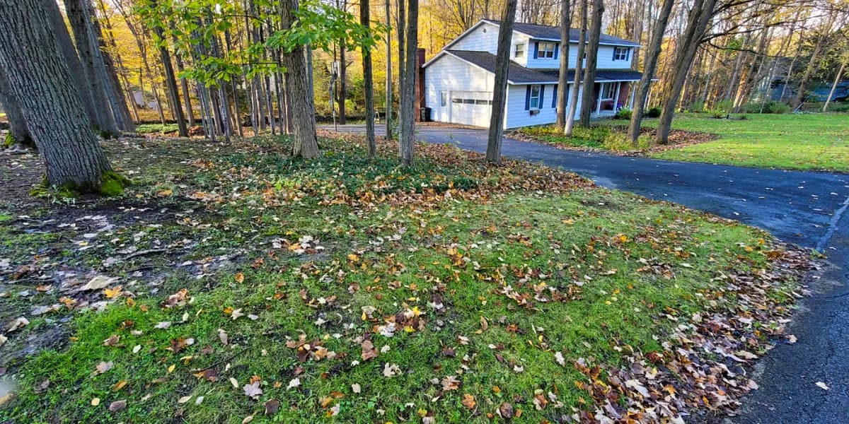 A front lawn among the trees, along the driveway. Before: A lawn beside a curving driveway, scattered with fallen leaves under tall trees, with a white two-story house behind it.