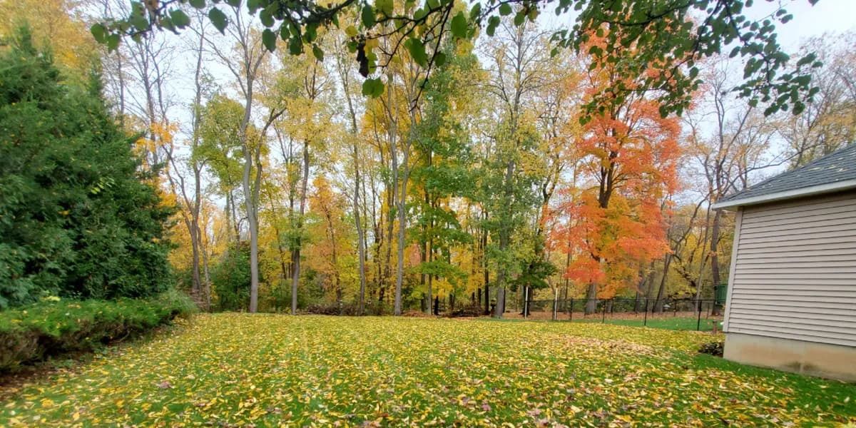 A backyard at the edge of the woods. Before: A backyard lawn covered in yellow leaves, with autumn woods behind it.