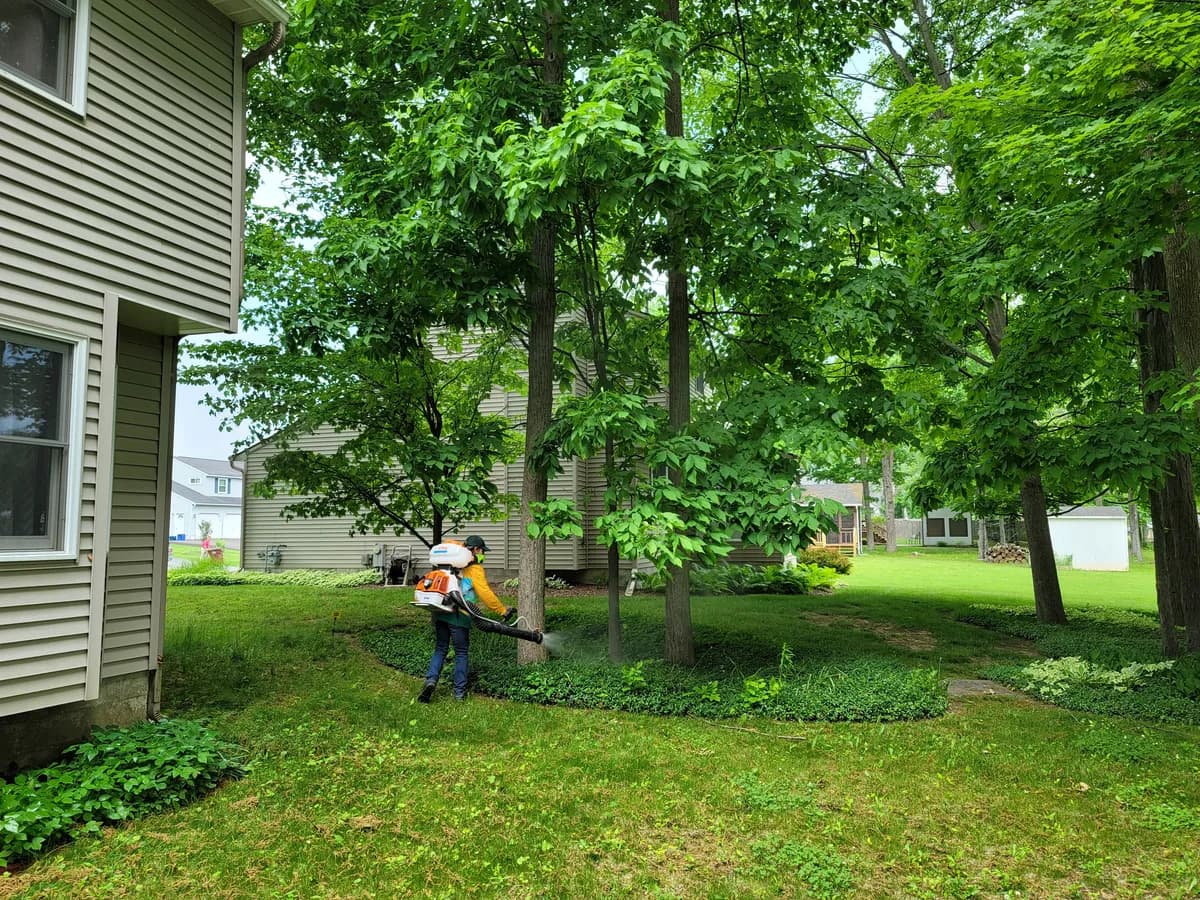 Treating the shade under the trees, where mosquitoes rest: a technician with a backpack mister treating the ground cover and trunks under shade trees, beside a house.
