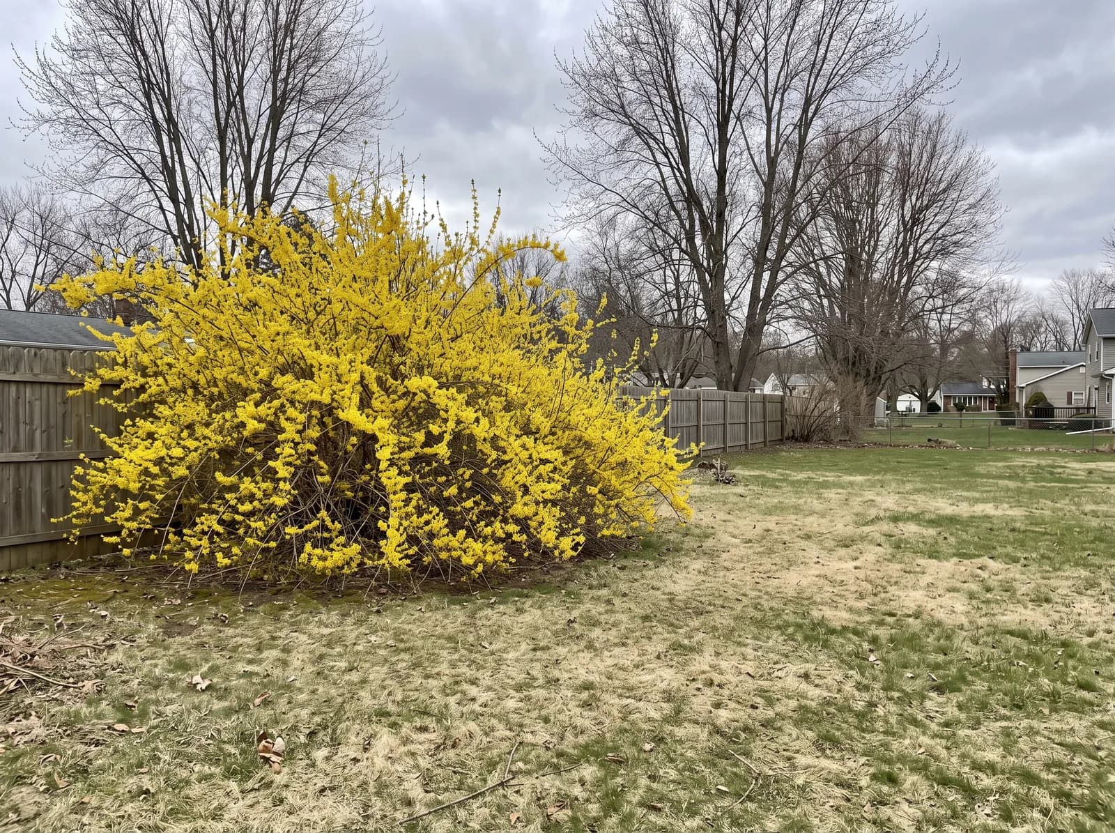 A forsythia shrub in full yellow bloom at the edge of a pale, early-spring lawn, the trees behind it still bare.